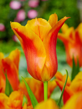 Tulipano fior di giglio Ballerina