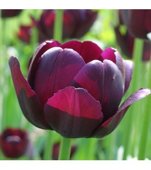Tulipano Stelo Lungo Queen Of Night