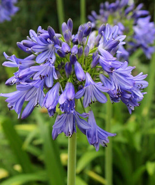 Agapanthus Underway