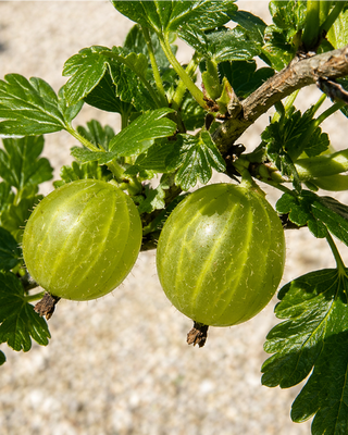 PIANTA DI UVA SPINA BIANCA "RIBES GROSSULARIA"
