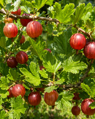 PIANTA DI UVA SPINA ROSSA "RIBES GROSSULARIA"