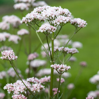 Valeriana