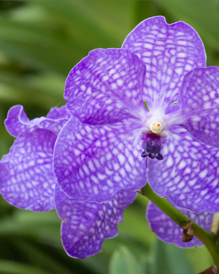 ORCHIDEA VANDA PRINCESS MIKASA "BLUE"