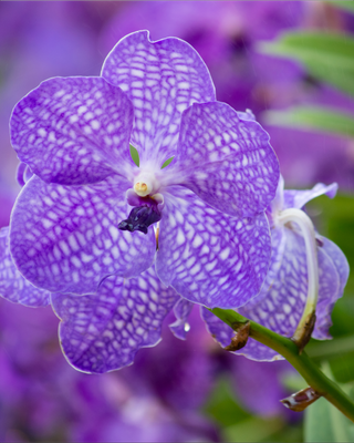 ORCHIDEA VANDA PRINCESS MIKASA "BLUE"