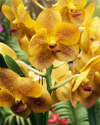 ORCHIDEA VANDA YELLOW HENNA
