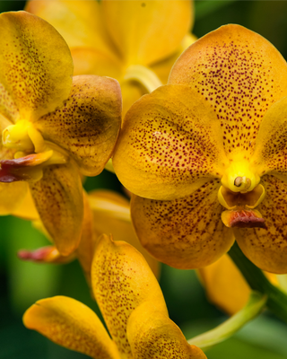 ORCHIDEA VANDA YELLOW HENNA