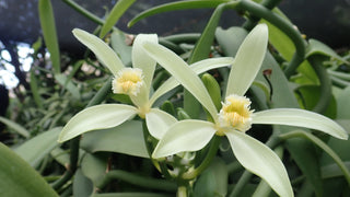 Vanilla