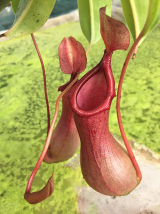 Nepenthes “Ventrata”