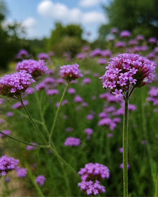 VERBENA BONARIENSIS