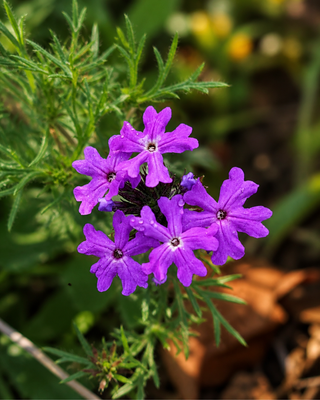 VERBENA HYBRIDA (SYN. GLANDULARIA ARISTIGERA)
