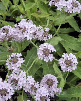 VERBENA RIGIDA "POLARIS"
