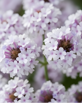 VERBENA RIGIDA "POLARIS"