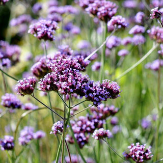 Verbena viola