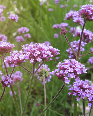 VERBENA BONARIENSIS