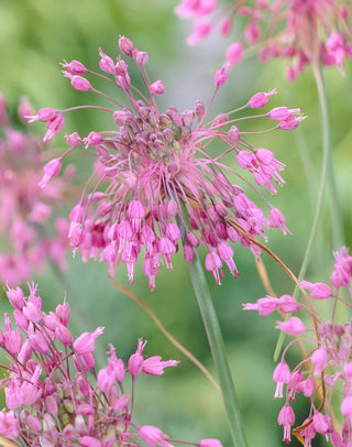 Allium Carinatum Ssp Pulchellum