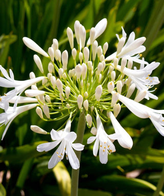 Agapanthus Wedding Day