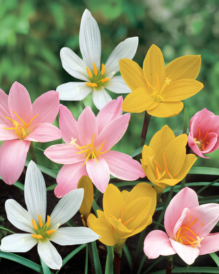 ZEPHYRANTHES MISCUGLIO