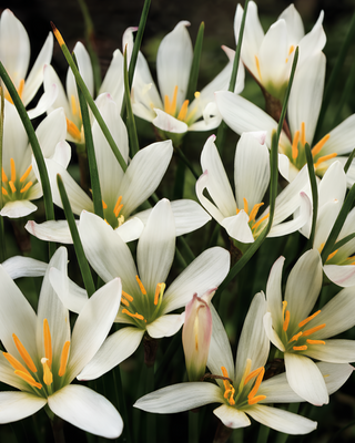 ZEPHYRANTHES CANDIDA