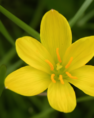 ZEPHYRANTHES CITRINA
