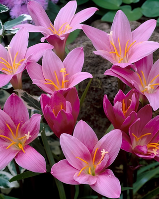 ZEPHYRANTHES ROBUSTA (HABRANTHUS ROBUSTUS)