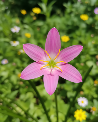ZEPHYRANTHES ROBUSTA (HABRANTHUS ROBUSTUS)