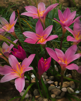ZEPHYRANTHES ROSEA (HABRANTHUS ROBUSTUS)