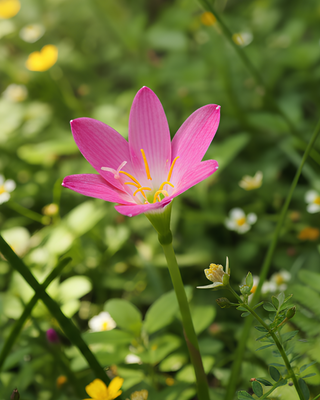 ZEPHYRANTHES ROSEA (HABRANTHUS ROBUSTUS)