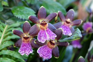 Zygopetalum